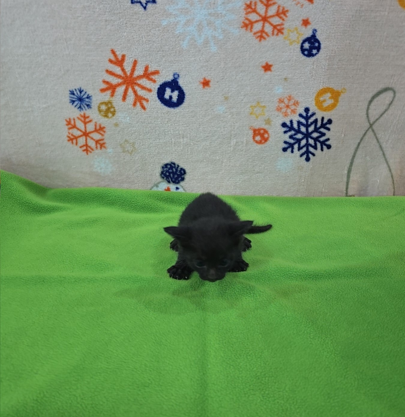 군산유기동물보호센터_445467202500918